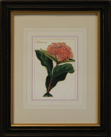 Flower of the Month - February
