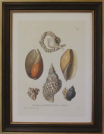 Shells I Teak Frame