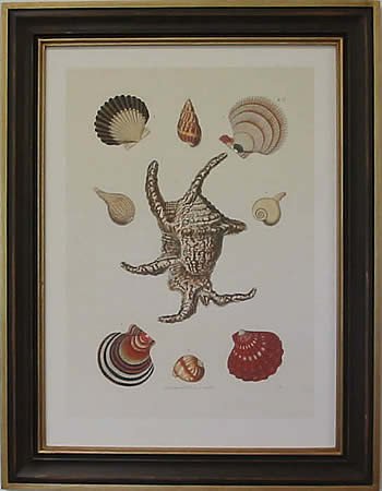 Shells II Teak Frame