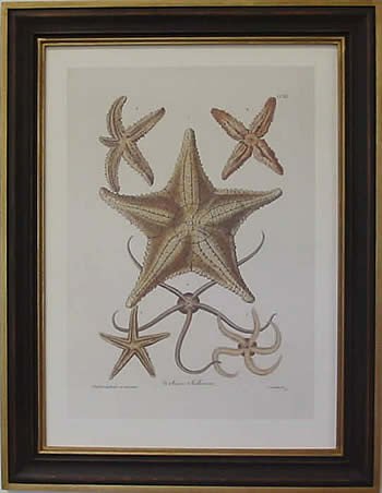Starfish I Teak Frame