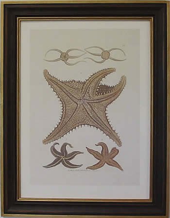 Starfish II Teak Frame
