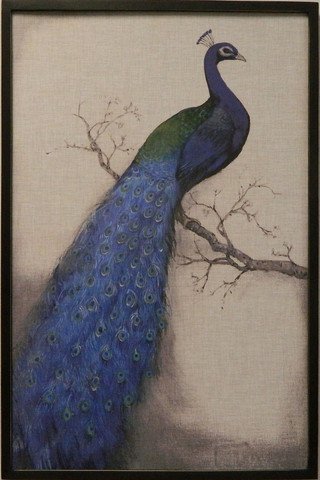 Blue Peacock I