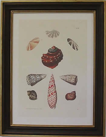 Shells III Teak Frame