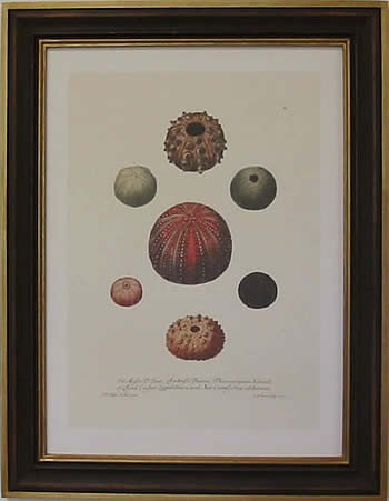 Shells IV Teak Frame