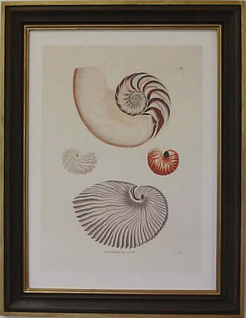 Nautilus II Teak Frame