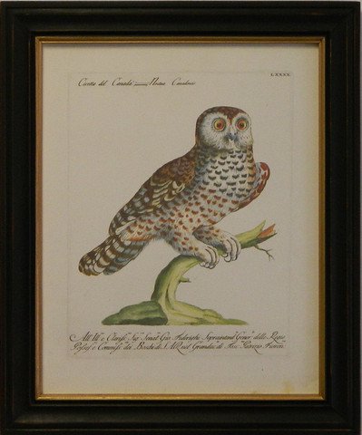 Manetti Owl I