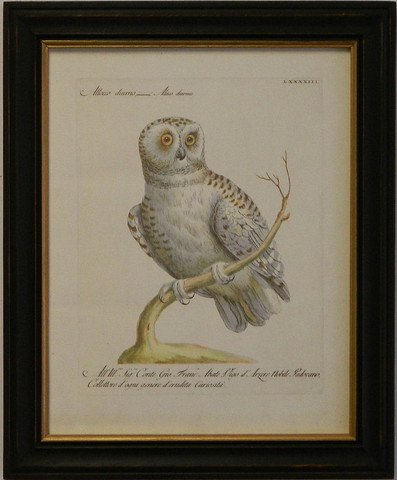 Manetti Owl II
