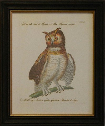 Manetti Owl IV