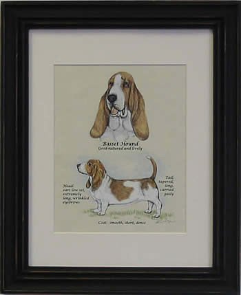 Basset Hound-Stack