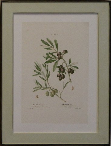 European Olives I