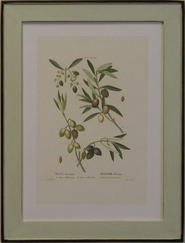 European Olives III