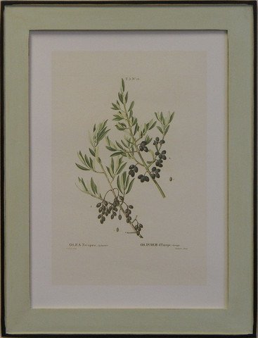 European Olives IV