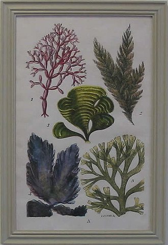 Seaweed Plate A