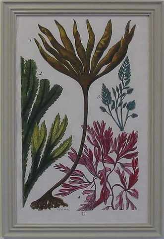 Seaweed Plate D