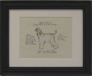 Afghan Hound