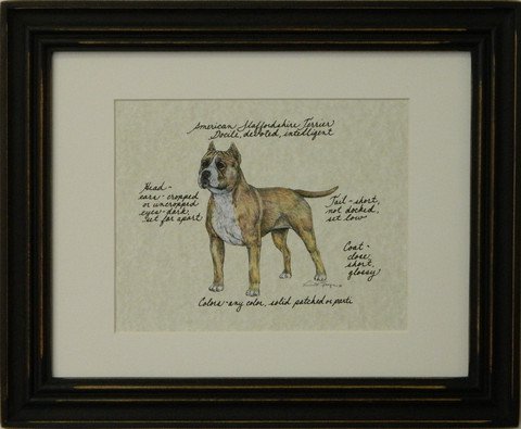 American Staffordshire Terrier