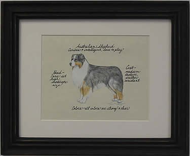 Australian Shepherd, Blue Merle