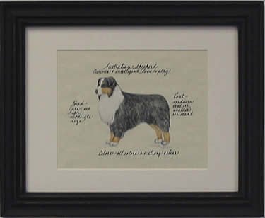Australian Shepherd, Tri Color