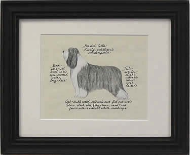 Bearded Collie