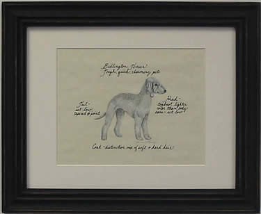 Bedlington Terrier