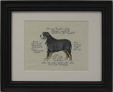 Bernese Mountain Dog