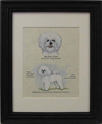 Bichon Frise-Stack
