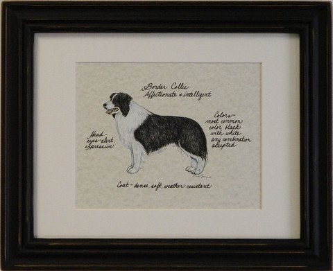 Border Collie