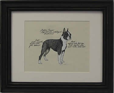 Boston Terrier
