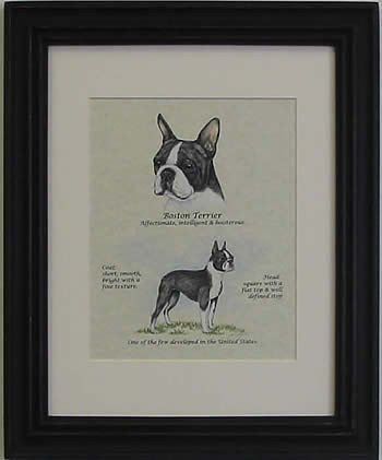 Boston Terrier-Stack