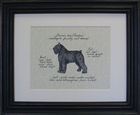 Bouvier des Flanders
