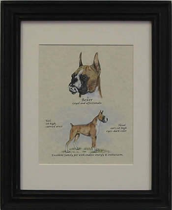 Boxer-Stack