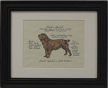 Boykin Spaniel