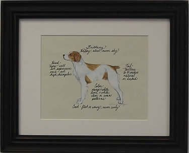 Brittany Spaniel