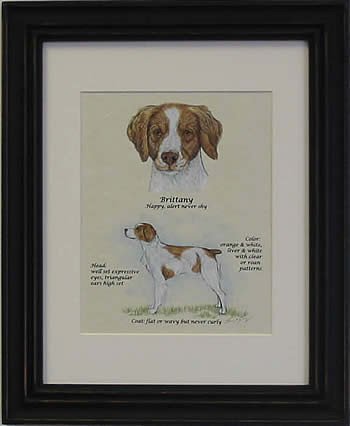 Brittany Spaniel-Stack