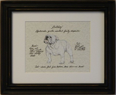Bulldog, White