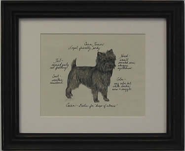 Cairn Terrier, Brindle