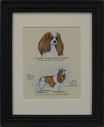 Cavalier King Charles Blen-Stack