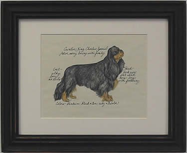 Cavalier King Charles, Black & Tan