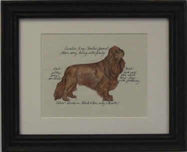 Cavalier King Charles, Ruby