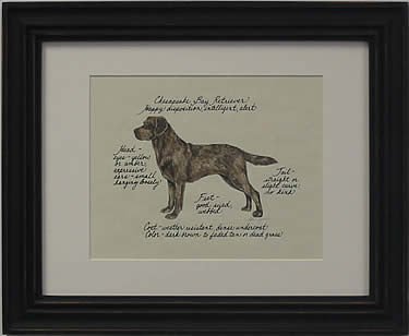 Chesapeake Bay Retriever