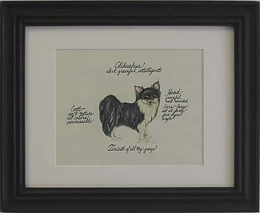 Chihuahua Long Hair Black