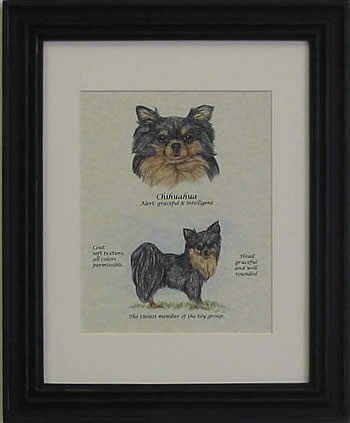 Chihuahua Long Hair Black & Tan-Stack
