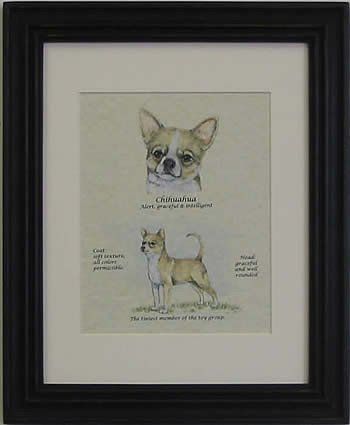 Chihuahua Short Hair Blonde-Stack
