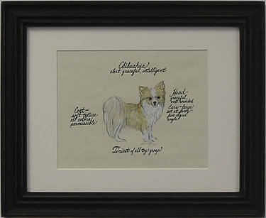 Chihuahua, Long Hair Blonde