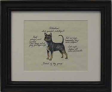 Chihuahua, Short Hair Black