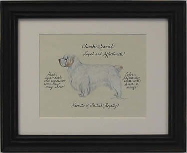 Clumber Spaniel