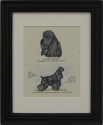 Cocker Spaniel Black-Stack