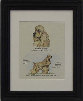 Cocker Spaniel Blonde-Stack