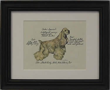 Cocker Spaniel, Blonde