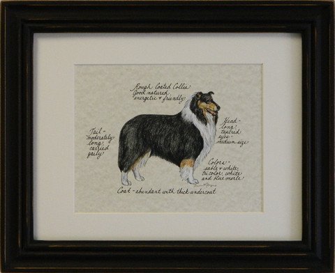 Collie, Rough Coated Tri Color
